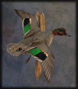 Green wing teal